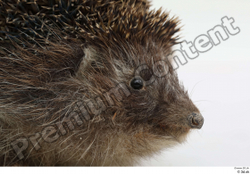  Hedgehog - Erinaceus europaeus # 3 